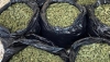 Interceptan en Matagorda un transporte con m&aacute;s de 70 kilos de marihuana