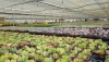 Almer&iacute;a impulsa el cultivo de cactus y suculentas por su resistencia y capacidad de adaptaci&oacute;n