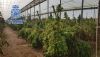Intervienen 18.000 plantas de marihuana encubiertas bajo c&aacute;&ntilde;amo industrial en Pujaire
