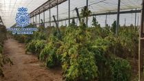 Intervienen 18.000 plantas de marihuana encubiertas bajo c&aacute;&ntilde;amo industrial en Pujaire