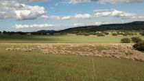 Los agricultores alertan de que la nueva PAC supondr&aacute; la 'uberizaci&oacute;n' del campo espa&ntilde;ol