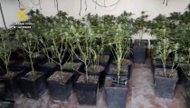 Encuentran m&aacute;s de 2.500 plantas de marihuana en ocho viviendas de Pechina