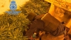 Desmantelan dos plantaciones de marihuana en el barrio del Quemadero