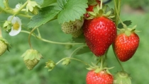 Investigadores desarrollan un marcador para seleccionar fresas m&aacute;s firmes