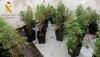 Detienen al responsable de una plantaci&oacute;n 'indoor' de marihuana en Fines