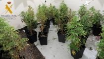 Detienen al responsable de una plantaci&oacute;n 'indoor' de marihuana en Fines