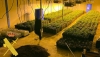 Encuentran m&aacute;s de 1.700 plantas de marihuana en una nave industrial de Viator