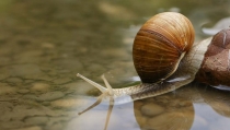 Un caracol, clave para el funcionamiento de los arroyos de tierras bajas