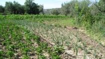 Agricultura destinar&aacute; 135,2 millones de euros a ayudas medioambientales en 2022