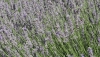La asociaci&oacute;n AlVelAl lanza el II Fondo Esencias para apoyar la plantaci&oacute;n de arom&aacute;ticas