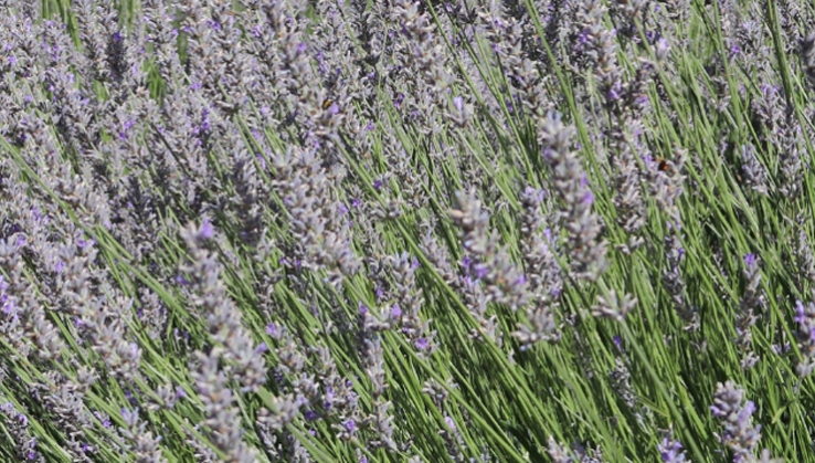 La asociaci&oacute;n AlVelAl lanza el II Fondo Esencias para apoyar la plantaci&oacute;n de arom&aacute;ticas