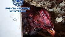 Detienen a un hombre en Almer&iacute;a que se dedicaba a las peleas de gallos