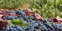 Asaja Almer&iacute;a prev&eacute; una vendimia con un ligero incremento de producci&oacute;n