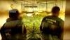 Descubren 2.700 plantas de marihuana en 13 viviendas 'okupadas' de Roquetas