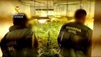 Descubren 2.700 plantas de marihuana en 13 viviendas 'okupadas' de Roquetas