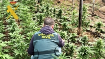 Descubren m&aacute;s de mil plantas de marihuana ocultas en un invernadero de Adra
