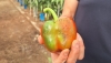 COEXPHAL apuesta por un paro biol&oacute;gico para hacer frente a la plaga de Thrips parvispinus