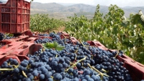 ASAJA Almer&iacute;a calcula que la cosecha de uva para hacer vino se reducir&aacute; un 15%